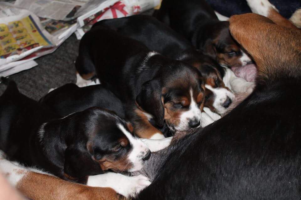 Madonnan ja Nakun pentuja / Puppies