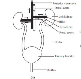Human Kidney
