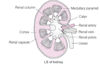 LS Kidney