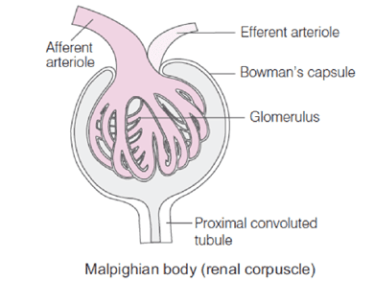 Renal Corpuscles
