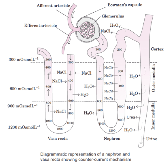 Countercurrent Mechanism