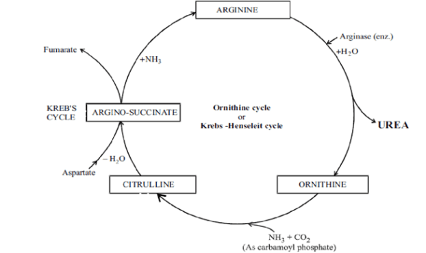 Urea Cycle