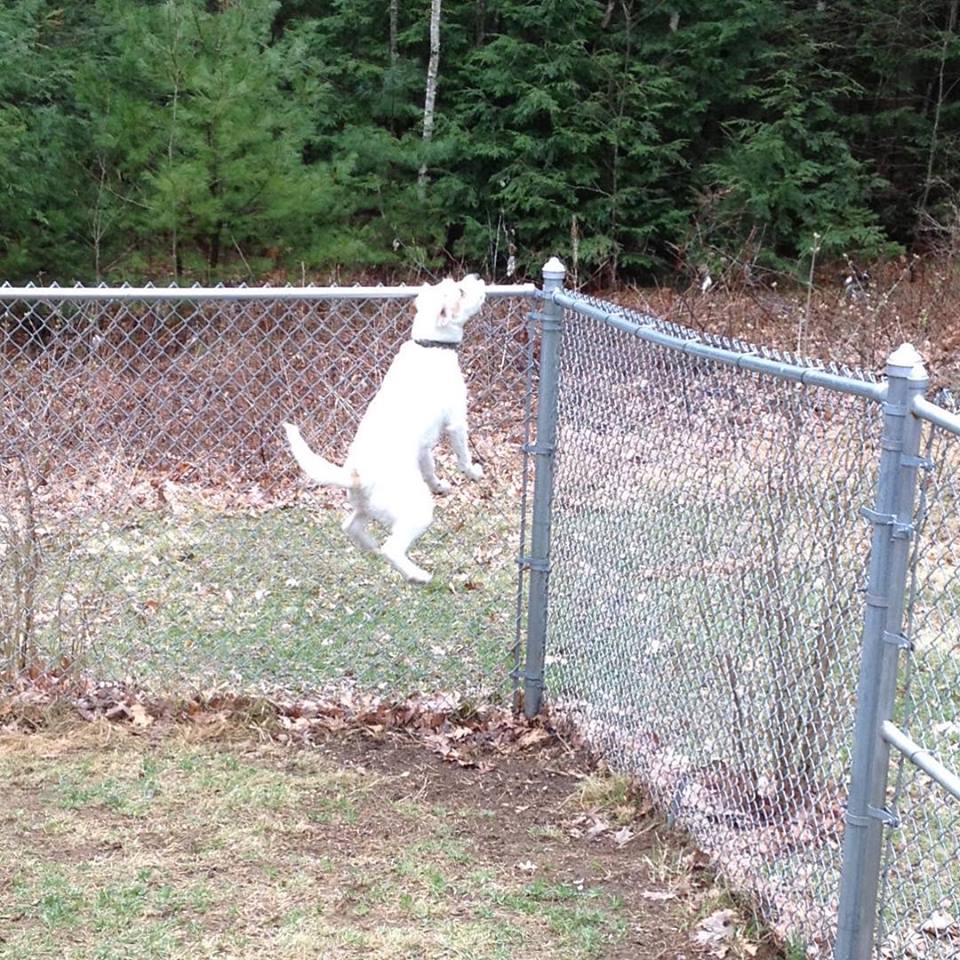 SnoopEFlying