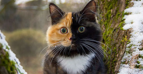 Meet this cute ginger-and-black cat who really likes to pose for pictures