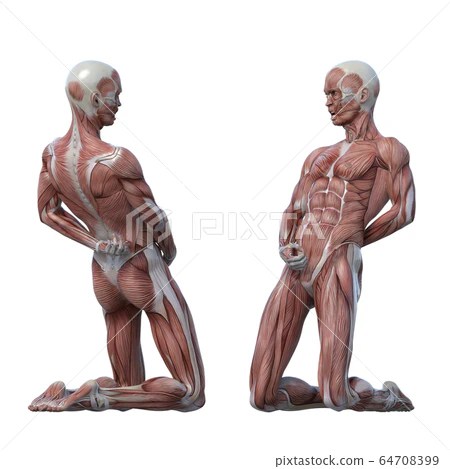 This diagram depicts picture of female reproductive system diagram 1024×1204 with … Male Anatomy Muscle 3dcg Illustration Material Stock Illustration 64708399 Pixta