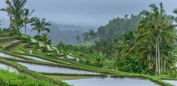 Jatiluwih by www.enbali.com