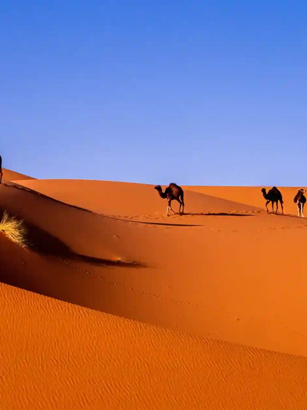 Camels on dunes during Marrakech desert adventure
