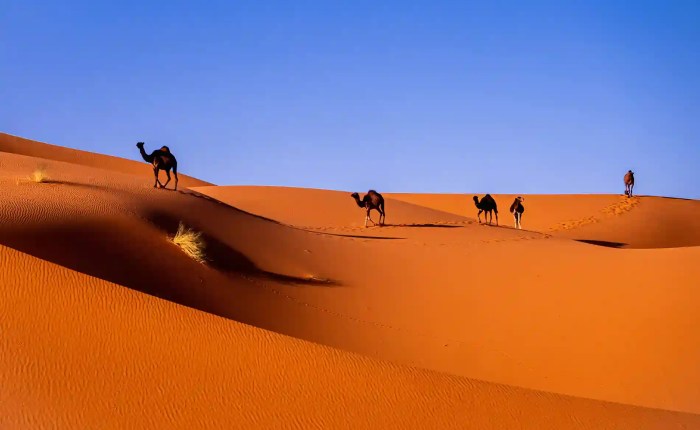 Camels on dunes during Marrakech desert adventure