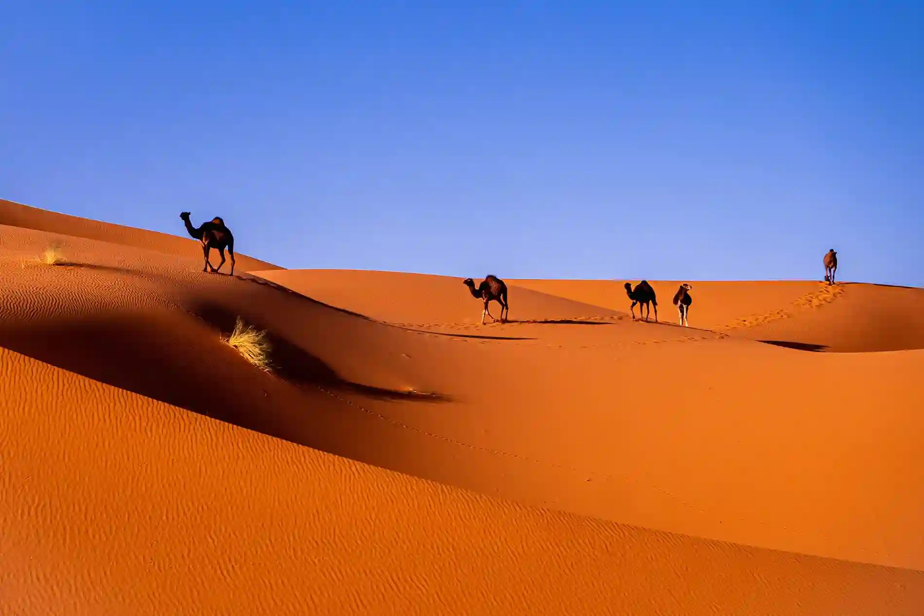 Camels on dunes during Marrakech desert adventure