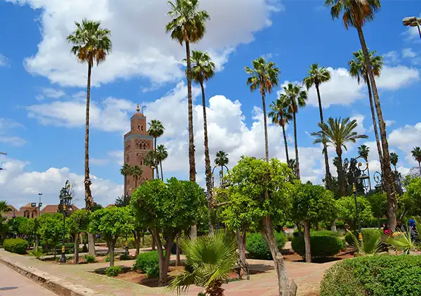 Marrakech by day with palms during day trip