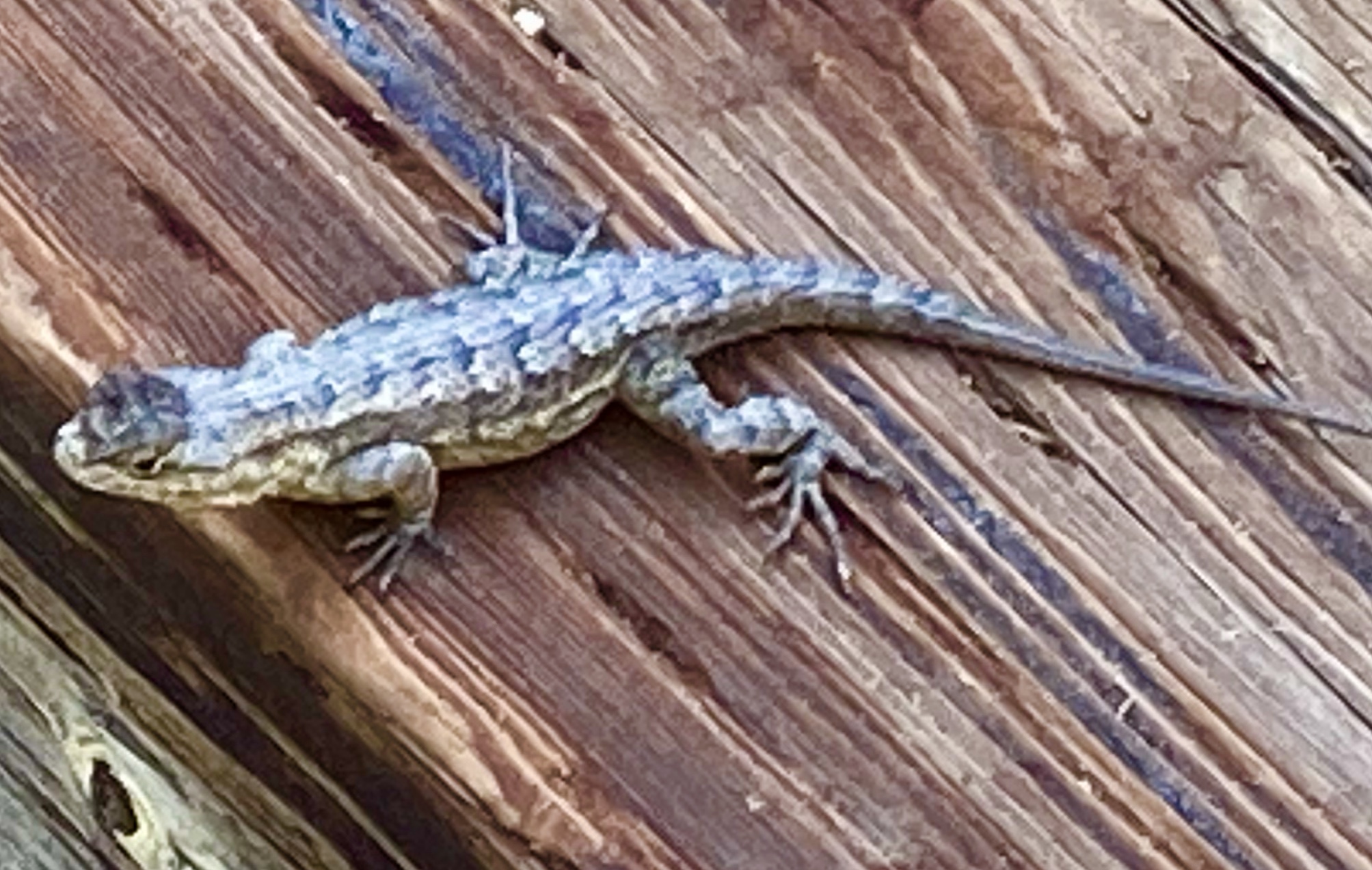 Wearing insect repellent can be a deterrent. Alligator Lizard Enchanted Seashells By Princess Rosebud