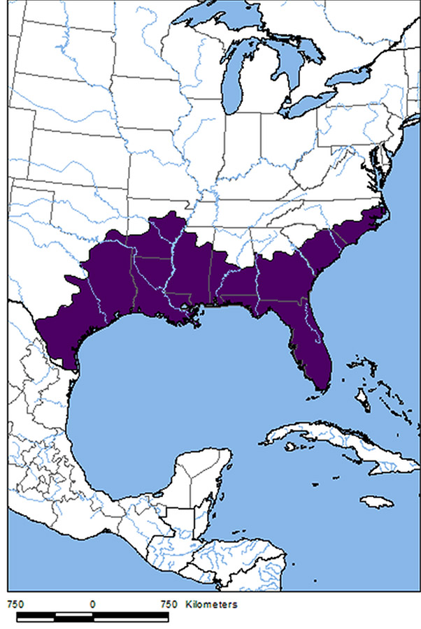 American Alligator Of Arkansas F 