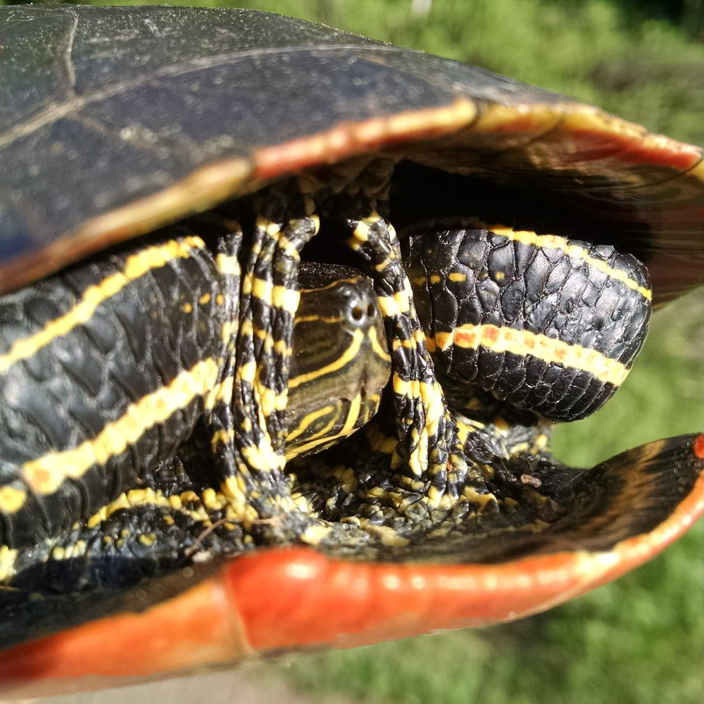 painted turtle