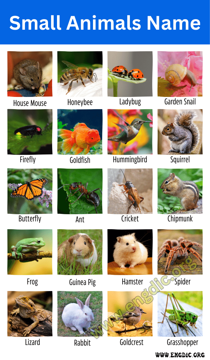 50+ small animals name with pictures & fun facts