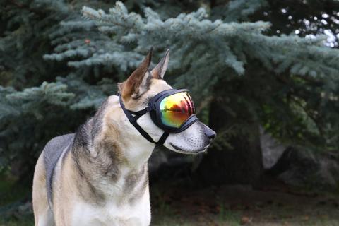 Rex Specs dog goggles MSRP $79.95