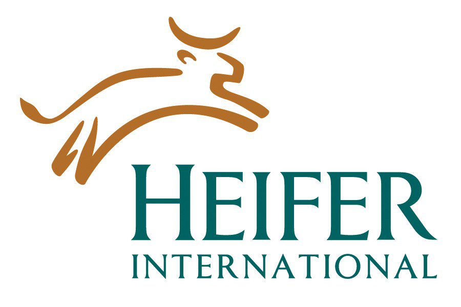 giving heifer