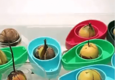 planting an avocado indoors