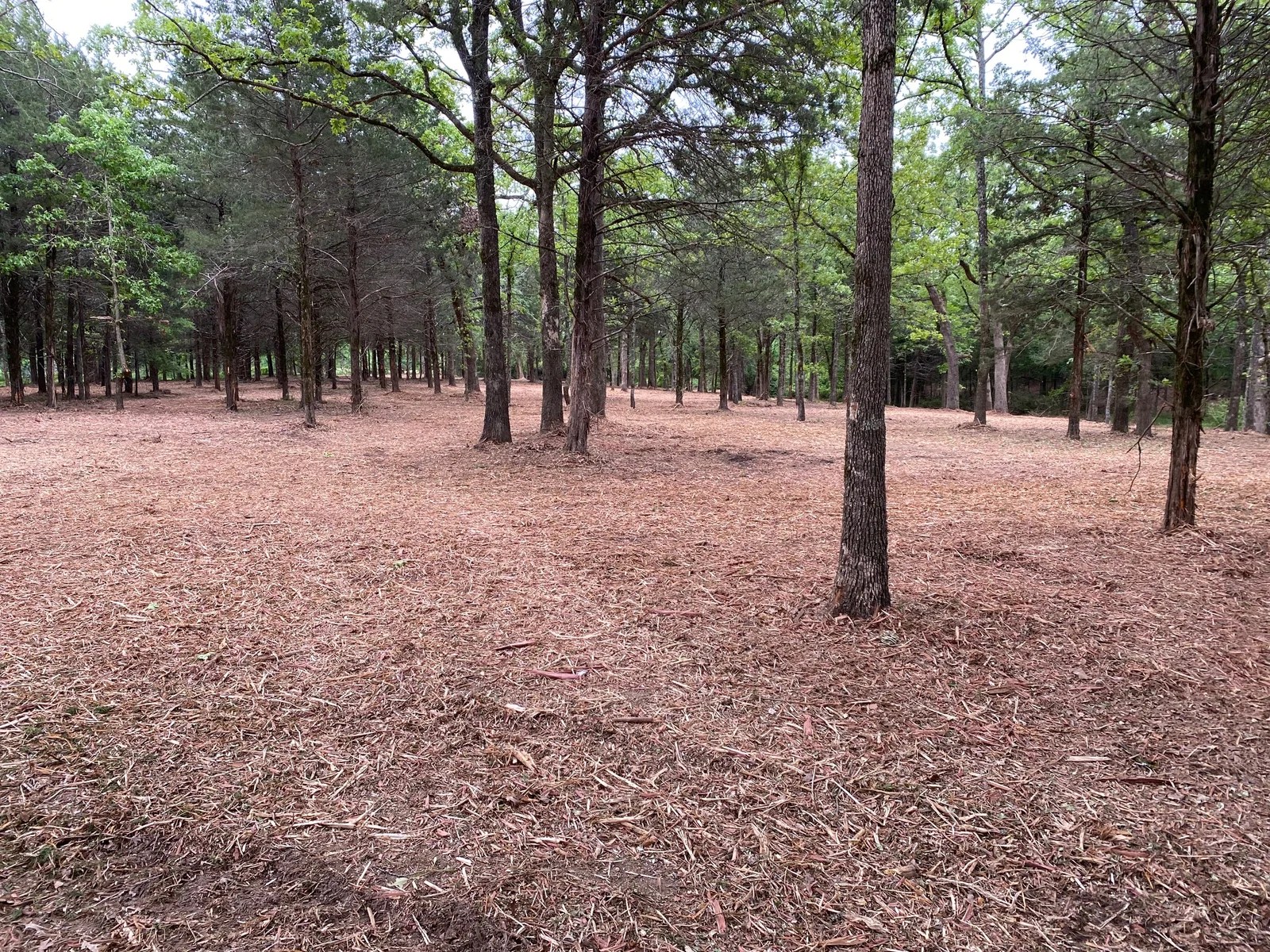 Forestry Mulching Solutions