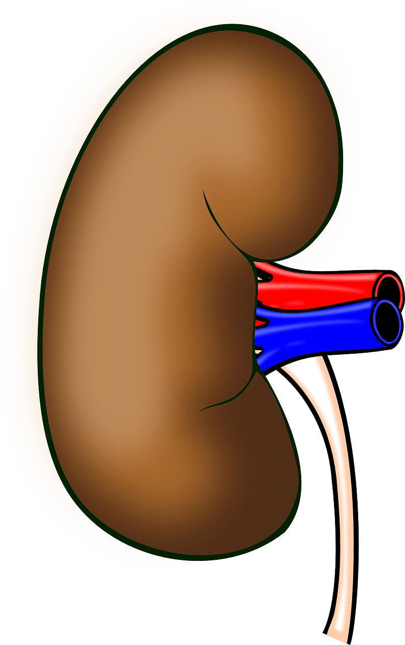 اجزاء الجسم بالانجليزية - Kidney