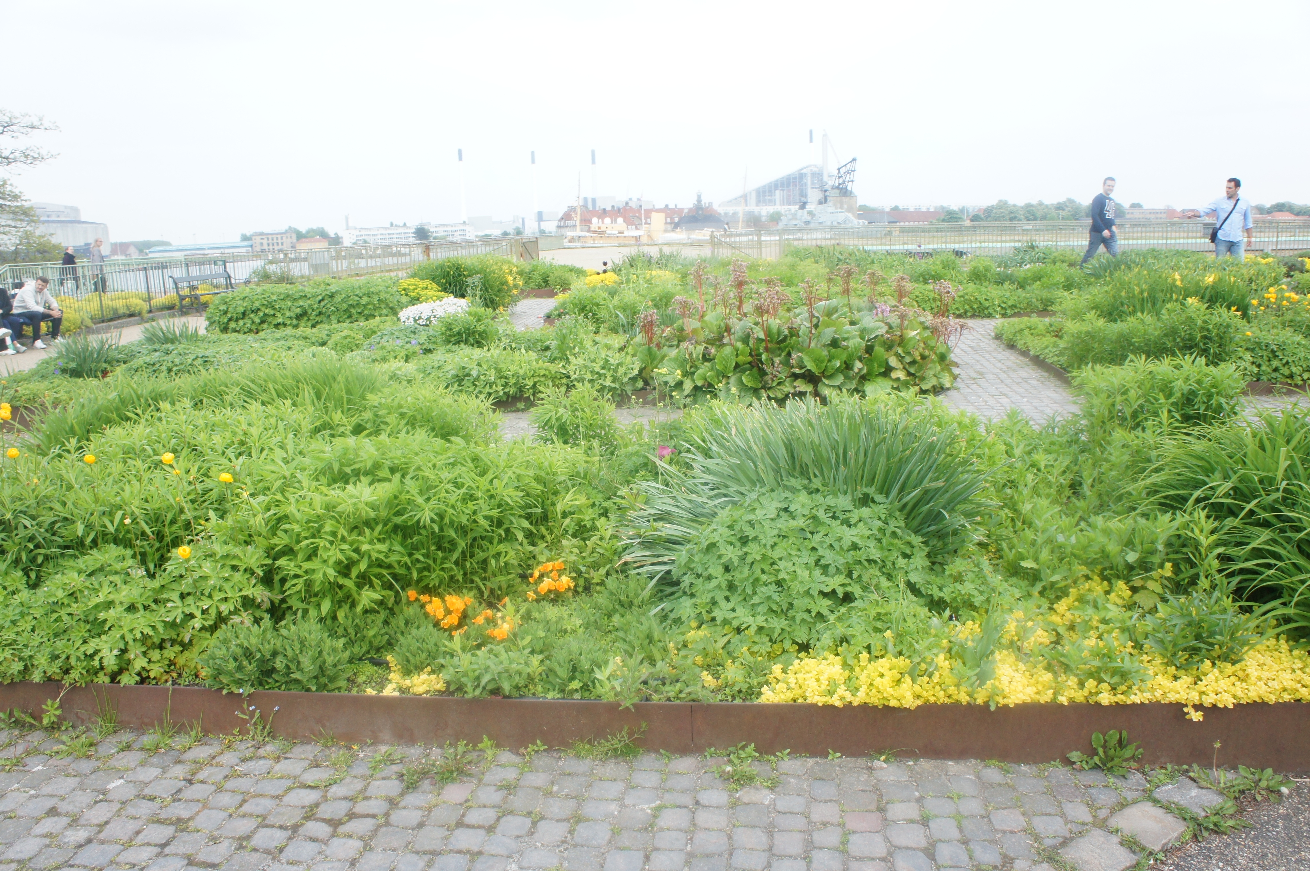 SONY DSC
