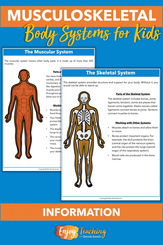 Musculoskeletal system activities you'll love to teach