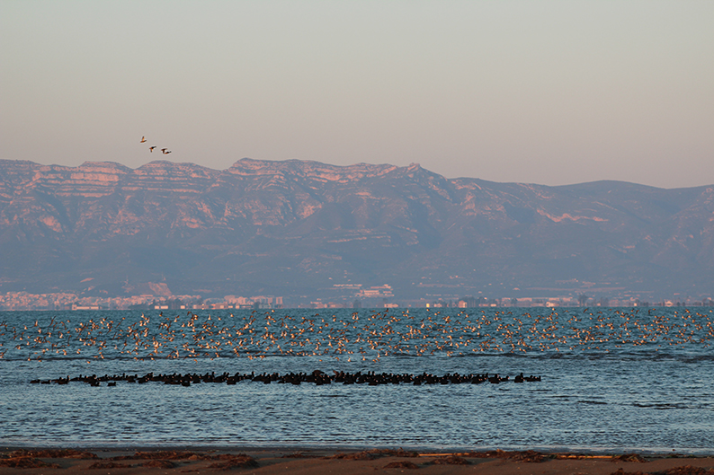 Observació d'aus al Delta