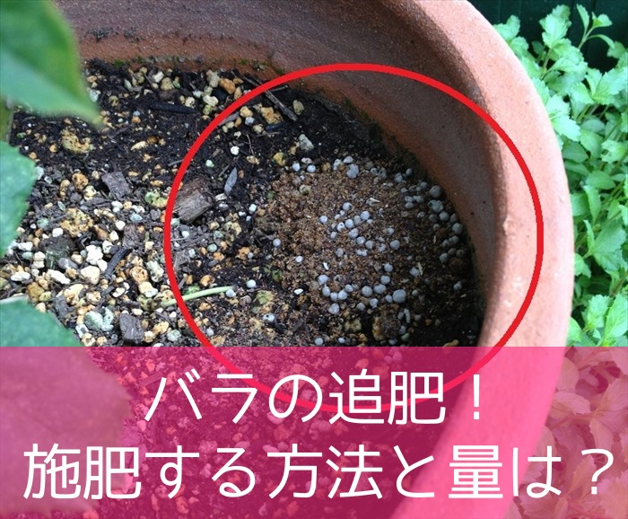 バラの追肥 施肥する方法と量は バラを楽しむオトメンパパの栽培日記 バラの追肥 施肥する方法と量は バラを楽しむオトメンパパの栽培日記