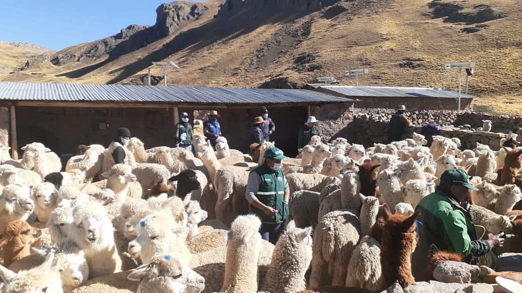 Día Nacional de la Alpaca: Implementan 2,985 cobertizos para proteger a camélidos