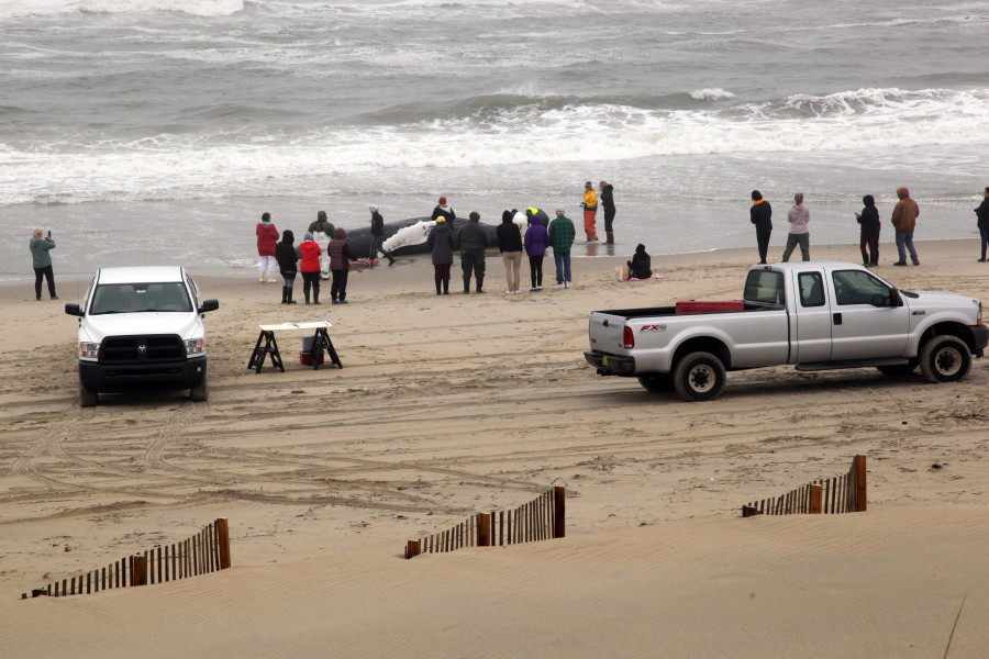 Dead humpback whale washes onto beach in Nags Head (credit: Jennette's Pier/WAVY)