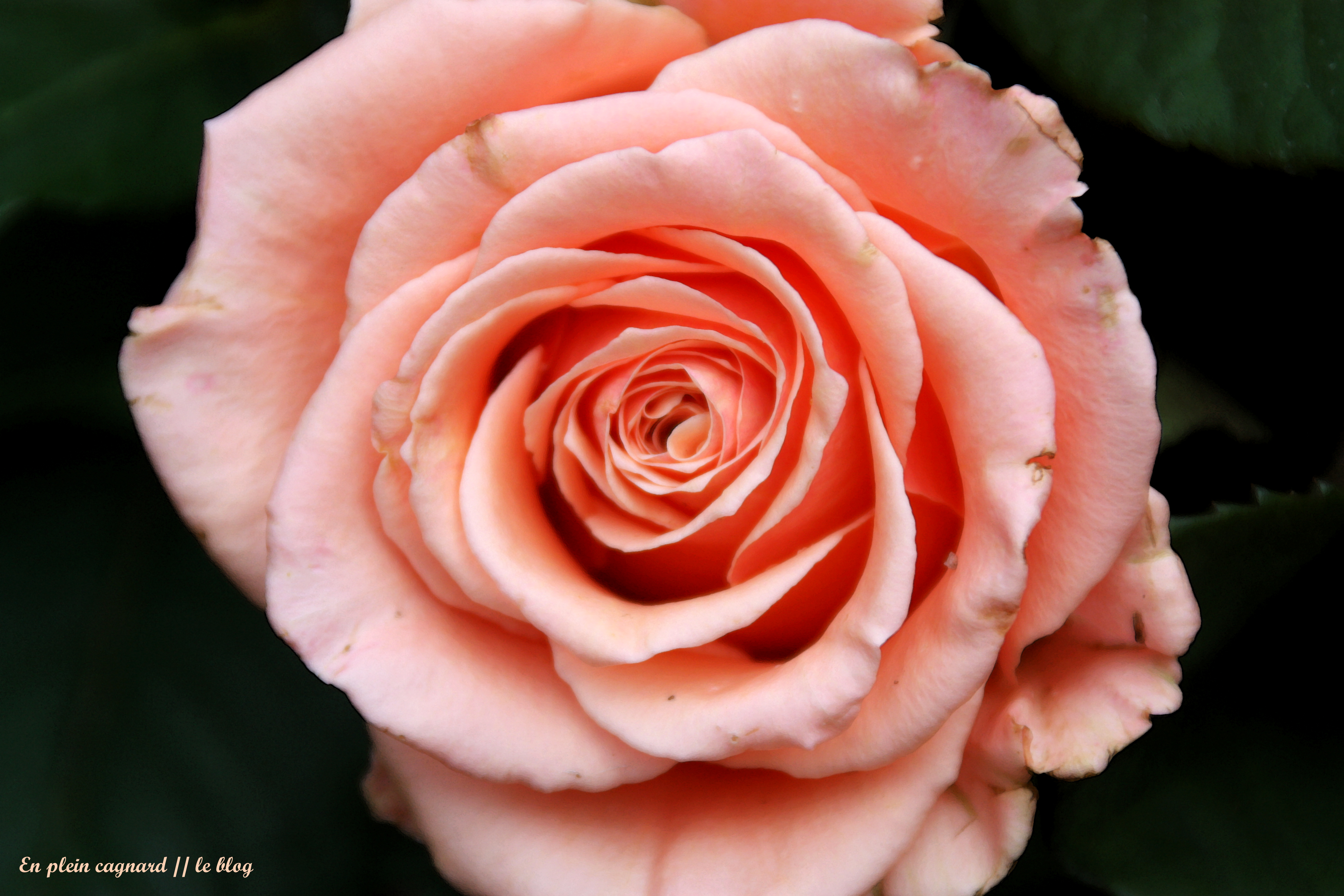 rose 3