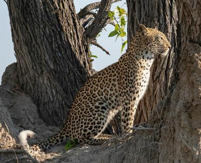 Camp moremi will be closed between 1 december 2017 and 20 april 2018 for a full rebuild. Paradise Closing Oil Drilling Begins In Okavango Delta