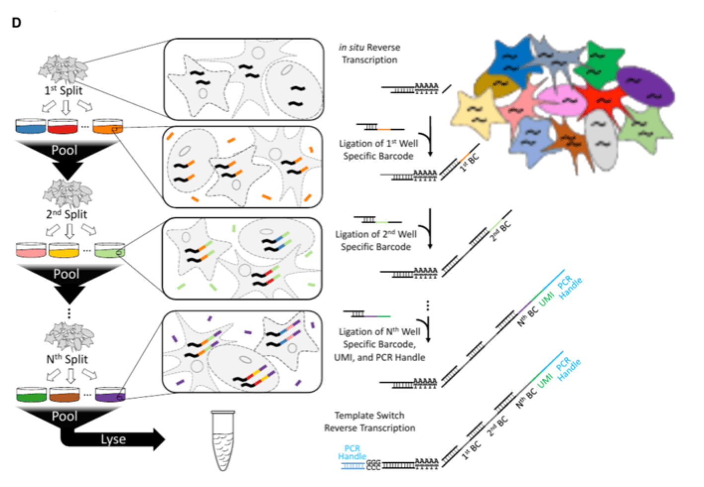 SPLiT-Seq: single-cell RNA-Seq without the hardware - Enseqlopedia