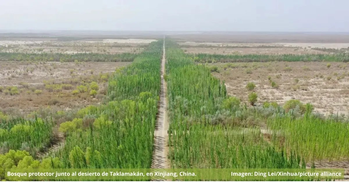 China planta 66 mil millones de árboles para frenar el avance de los desiertos