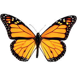 monarch butterfly