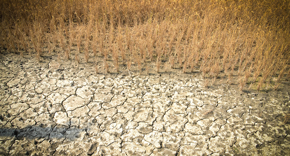 Agroinsurance