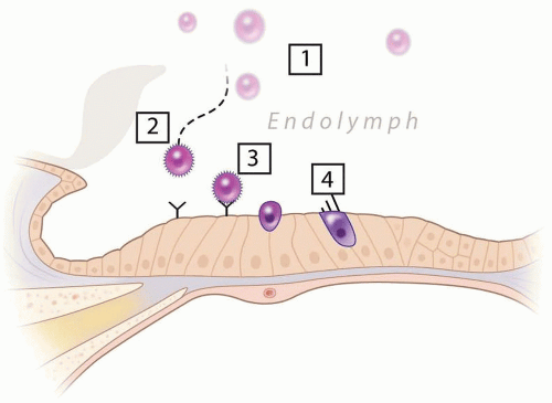 Regenerative Strategies for Overcoming Deafness | Ento Key