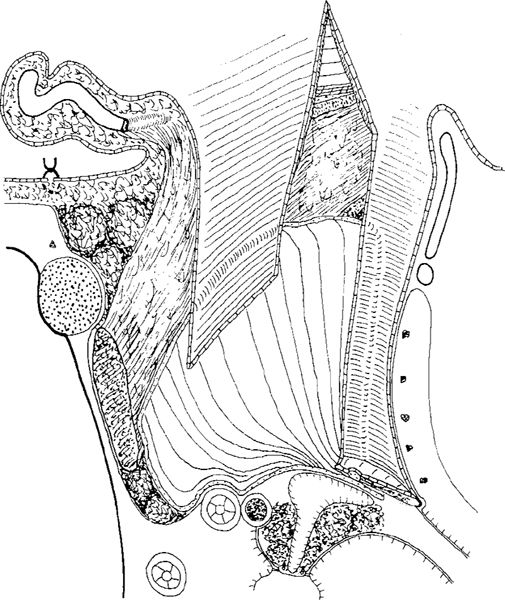The Open Cavity | Ento Key