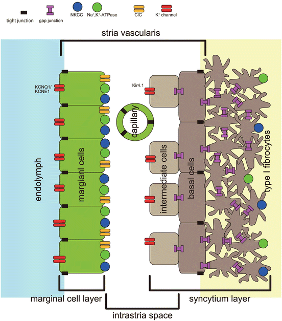 Cochlear Lateral Wall Ento Key