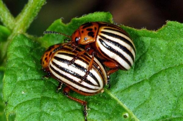 photo Potato Bug Larvae Photo uk entomology university of kentucky