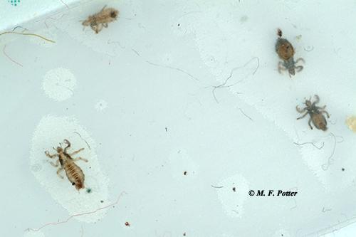 pix Tiny Flying Bugs In House That Bite mystery bites insect and non insect
