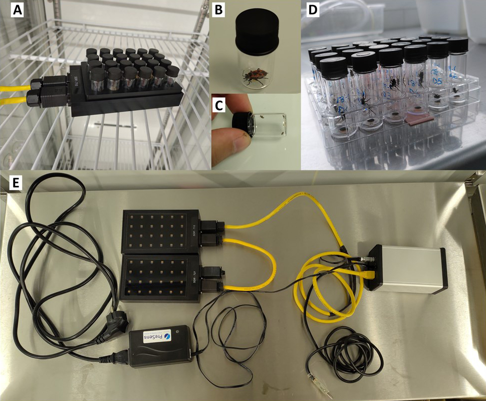 New Respirometry Method Could Expand Studies of Insect Thermal Biology