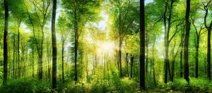 environment background envelope works