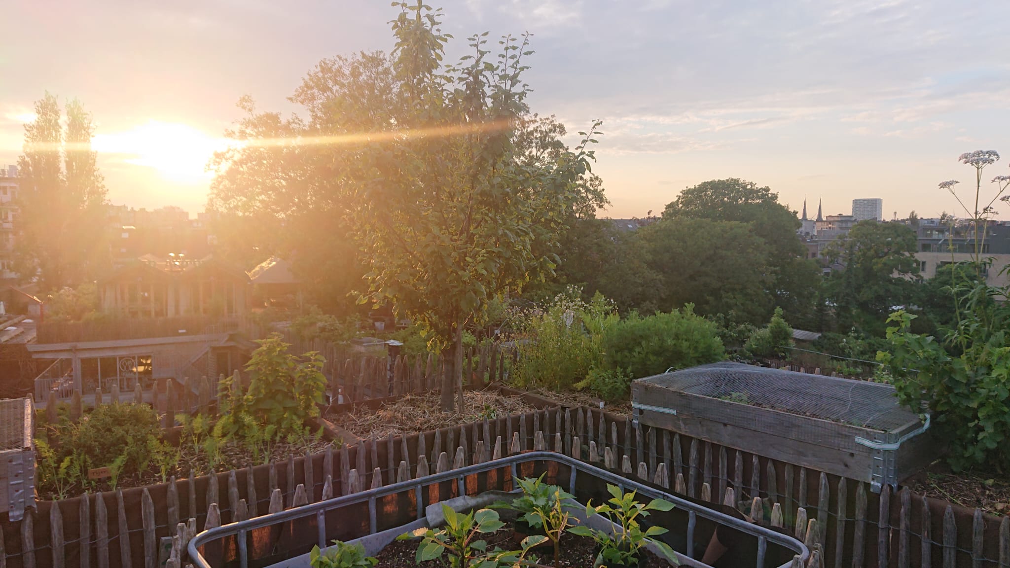 Sun illuminates garden beds of an urban farm.