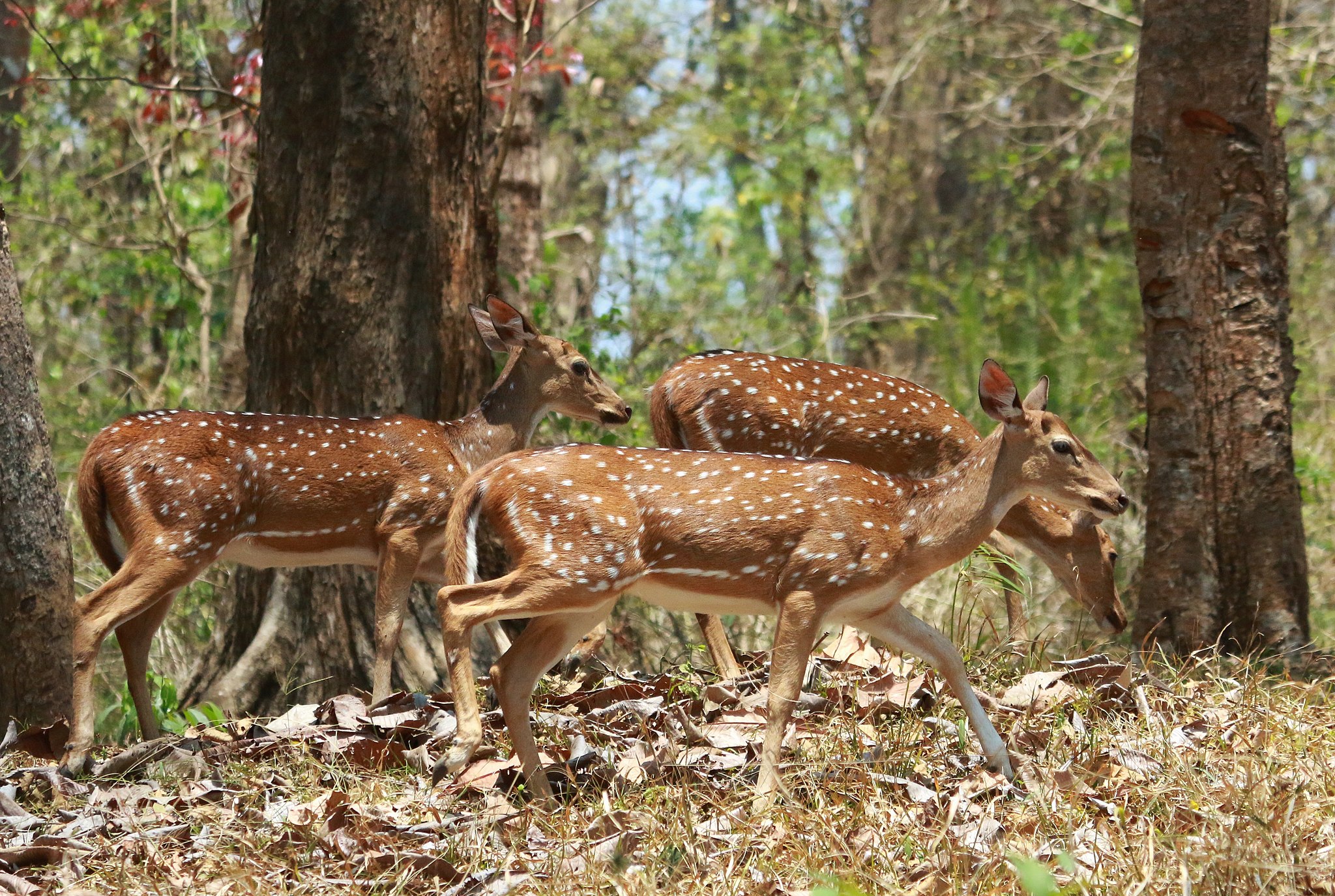 Three axis deer in a forest. The deer are light brown with white spots and lighter legs.