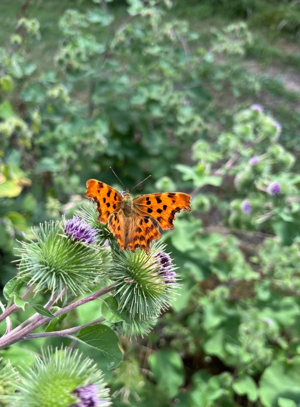 August wildlife to spot in the UK