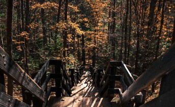 Wood steps lead down a hill into a forest