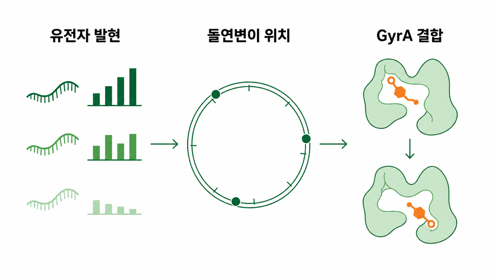 유전자 발현 돌연변이 위치와 GyrA 결합 양상의 차이를 연결한 결과 삽화