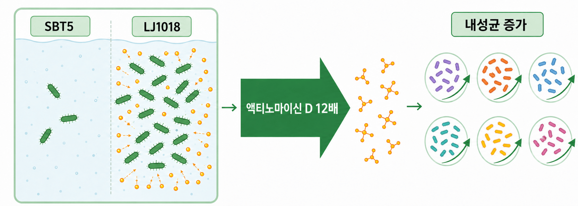 LJ1018의 액티노마이신 D 생산과 상수원 토착 내성균 증가