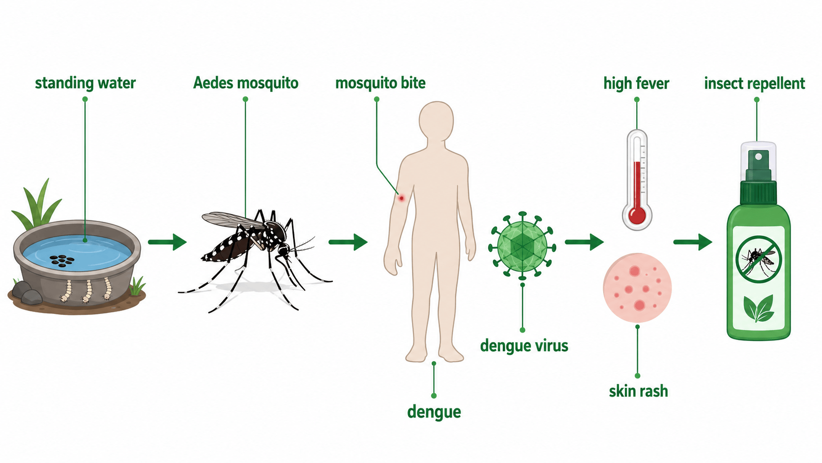 dengue 전파와 예방 장면 인포그래픽