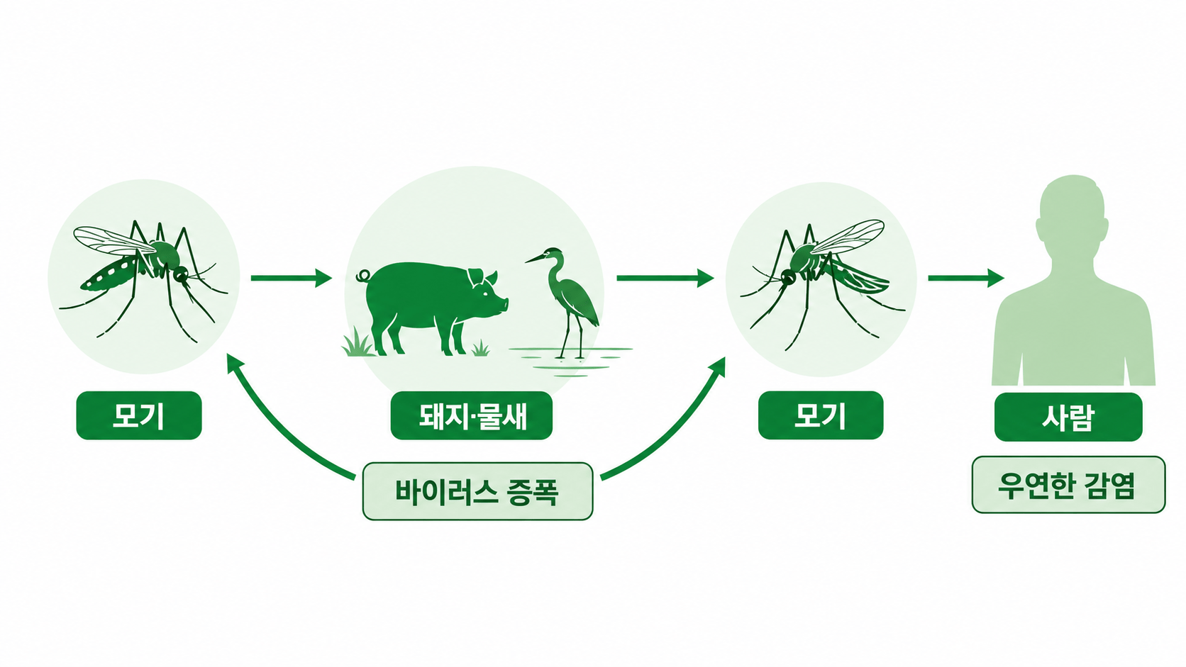모기와 동물 사이에서 이어지는 일본뇌염바이러스의 순환 삽화